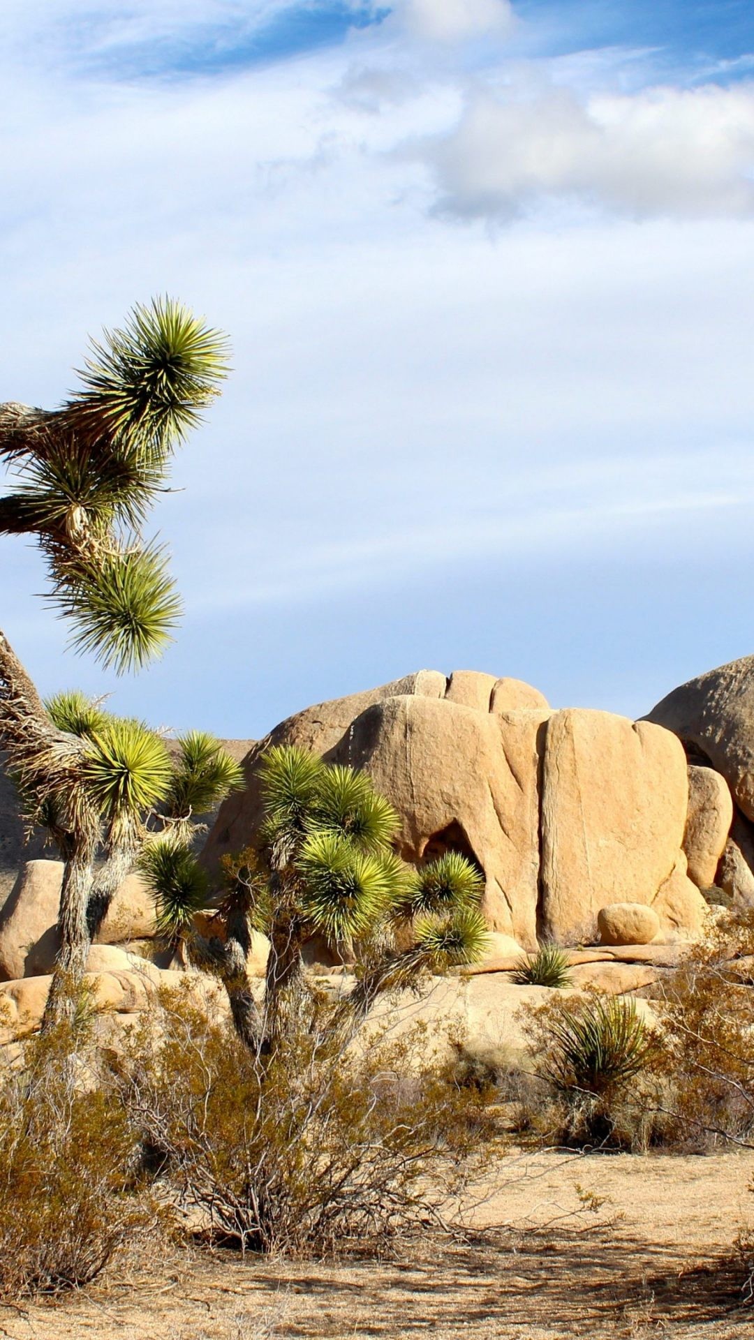Iphone 6 6s Plus Resolutions - Joshua Tree - HD Wallpaper 