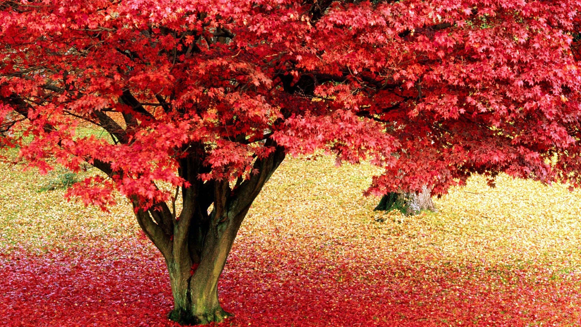 Maple Tree Images Hd - HD Wallpaper 