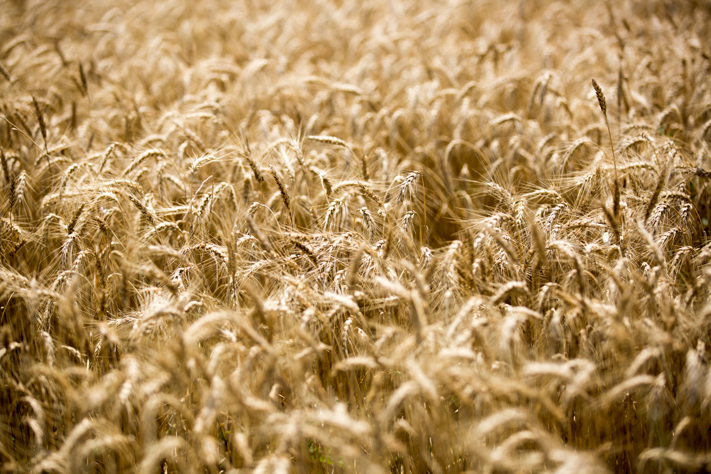 Wheat Ready To Harvest - HD Wallpaper 