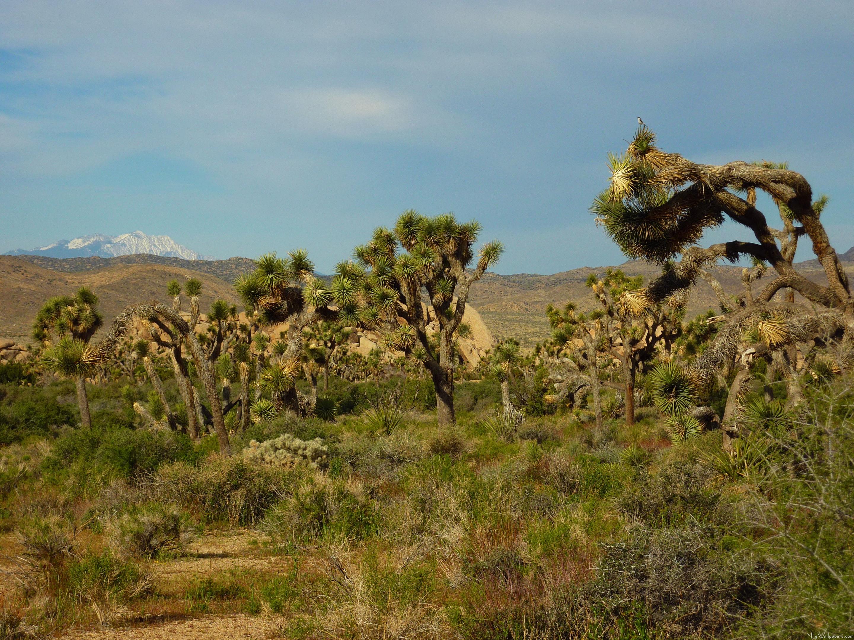 Joshua Tree National Park - Shrubland - HD Wallpaper 