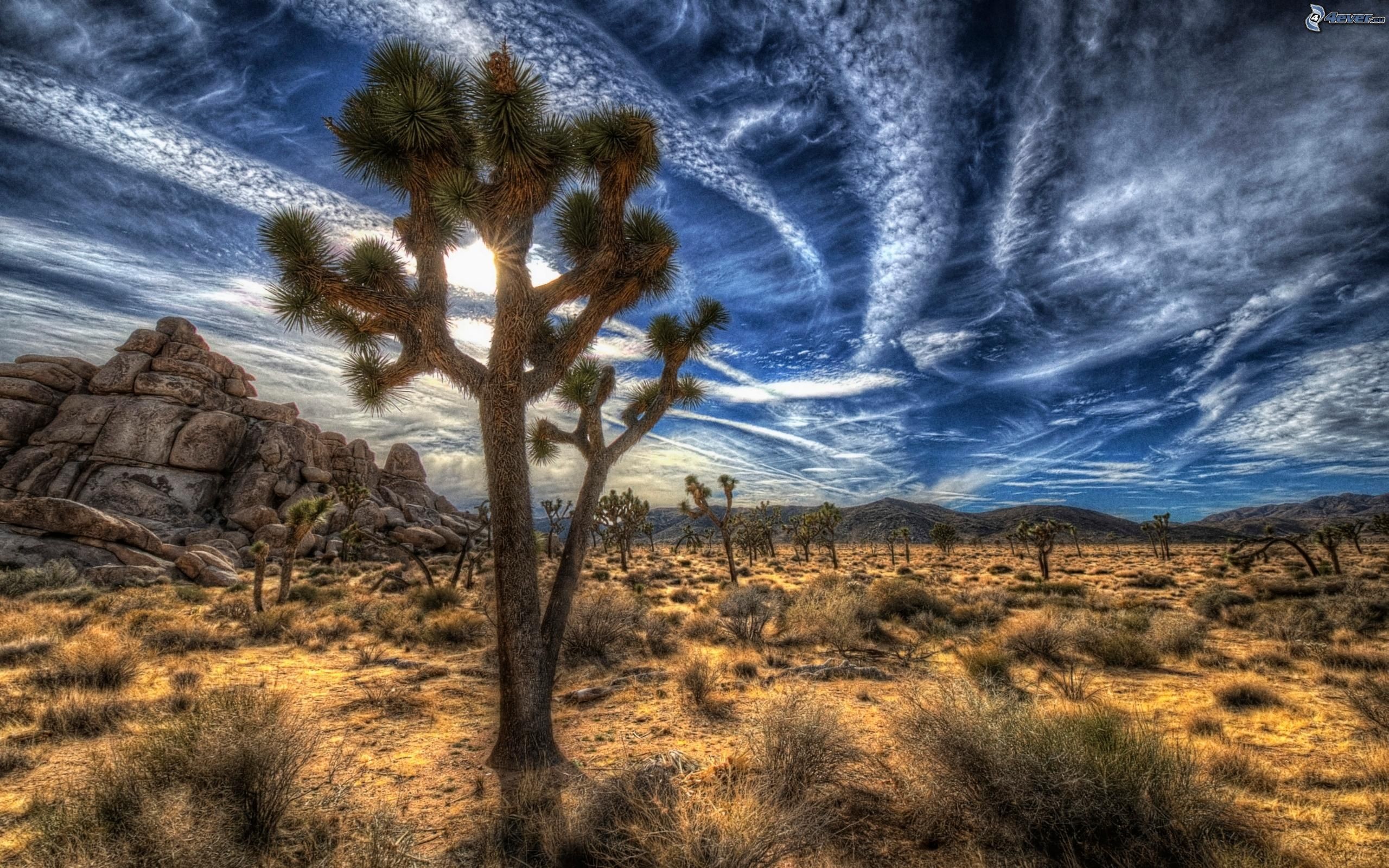 Joshua Tree National Park Wallpaper Hd - Joshua Tree Print Painting - HD Wallpaper 