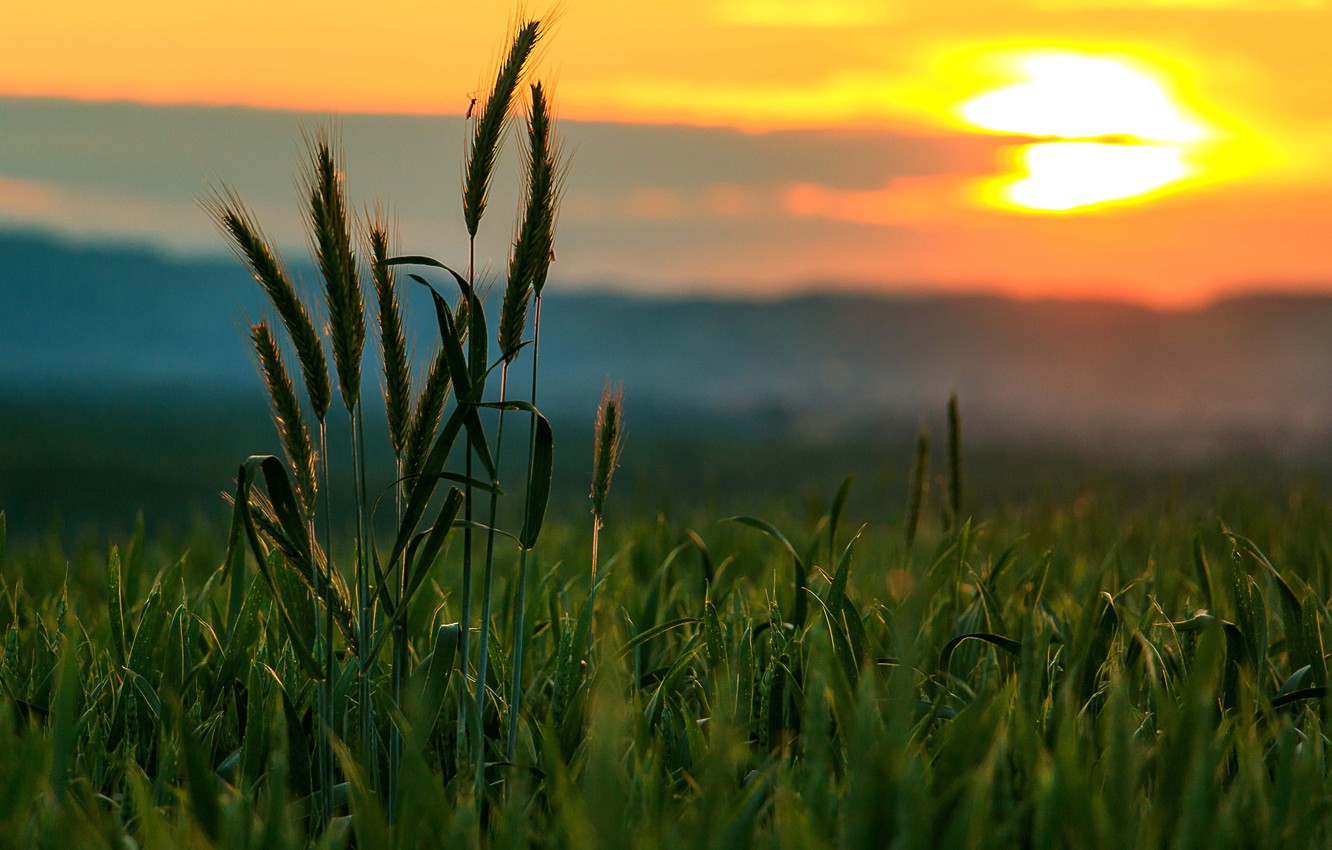 Photo Wallpaper Twilight, Sunset, Clouds, Hills, Dusk, - Wheat Field On Hills - HD Wallpaper 