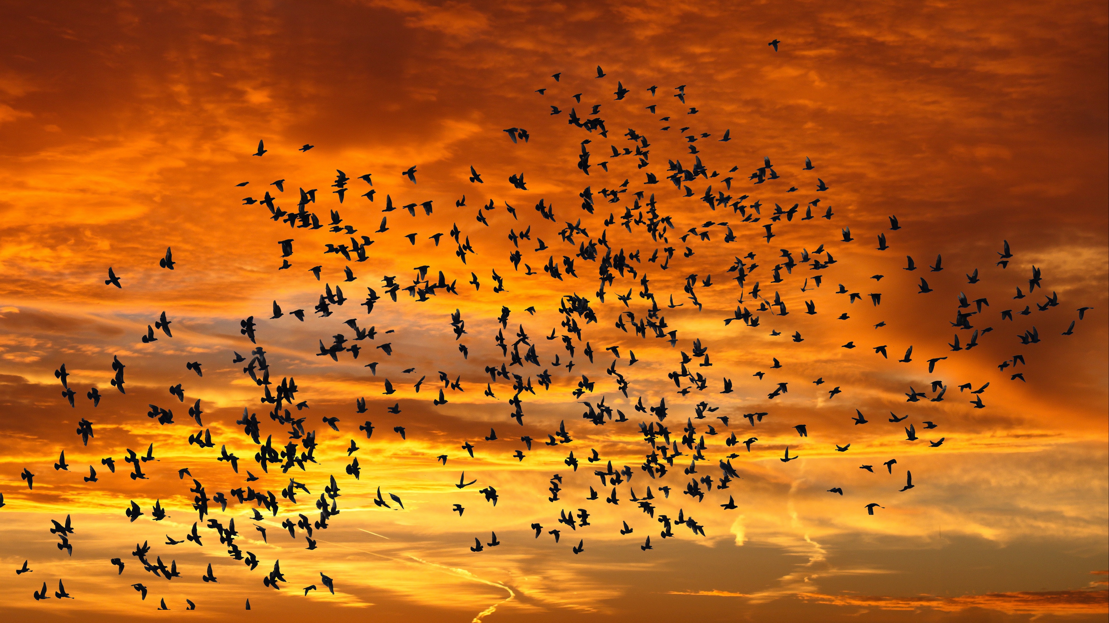 Birds Silhouettes Sky Flight Sunset Clouds 4k - Birds Flying In Sunset Iphone - HD Wallpaper 