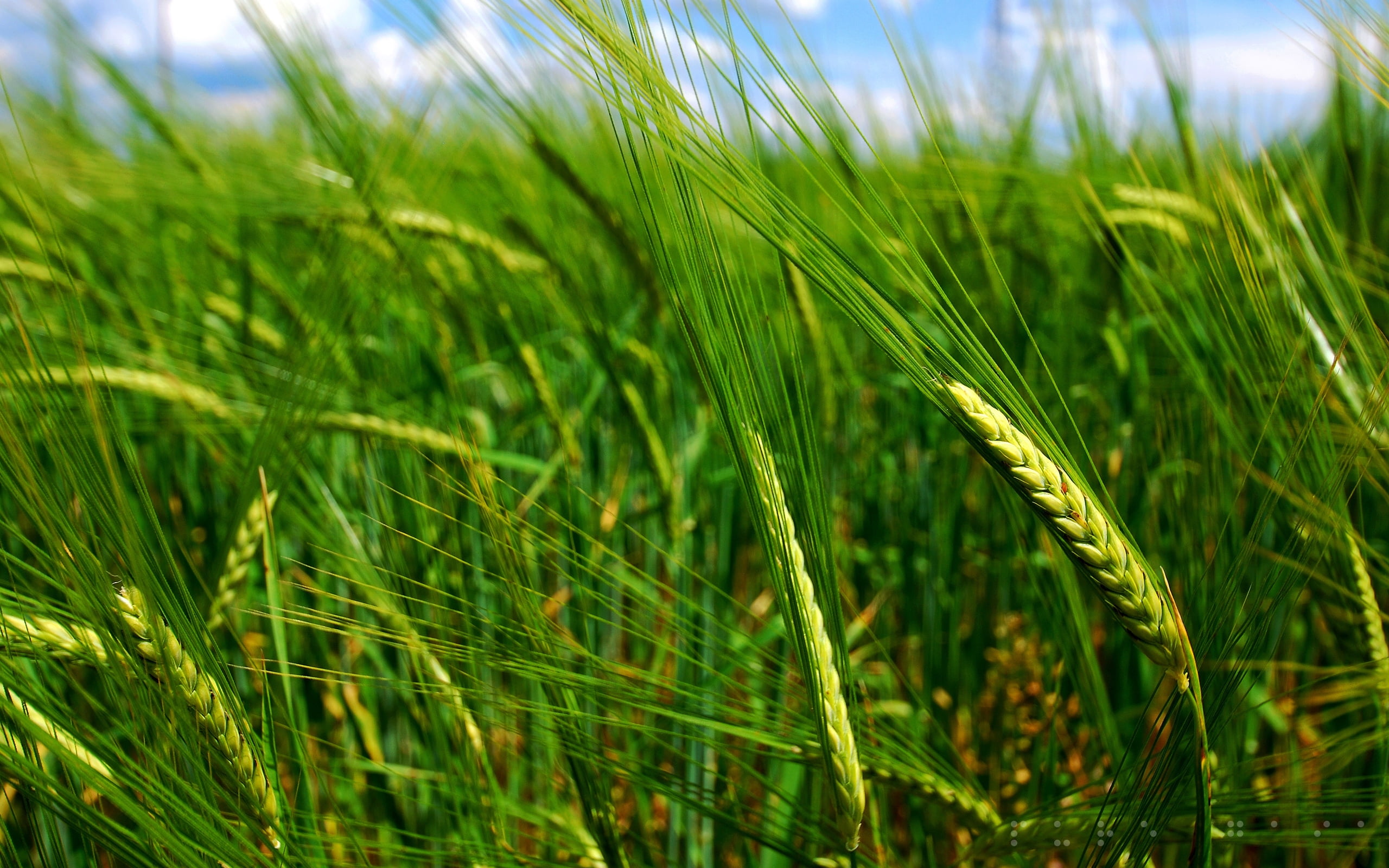 Wheat Photography Green - HD Wallpaper 