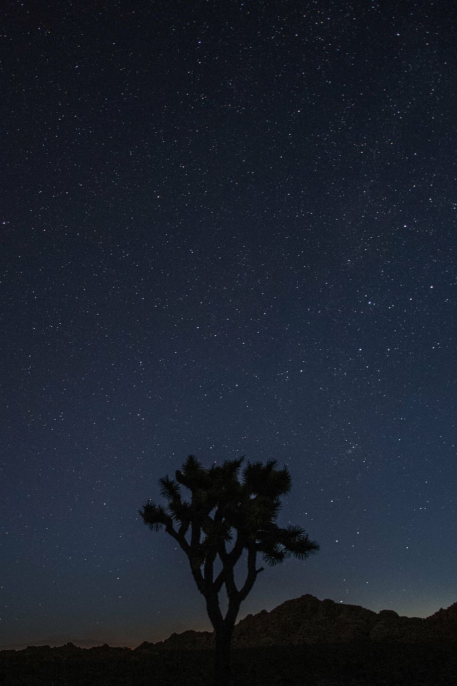 Joshua, Tree, National Park, Nature, Landscape, California, - Night Stars Joshua Tree - HD Wallpaper 