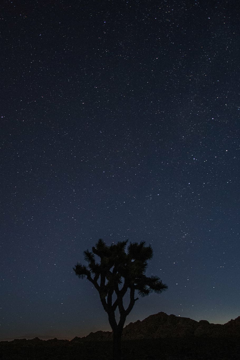 Joshua, Tree, National Park, Nature, Landscape, California, - Night Stars Joshua Tree - HD Wallpaper 