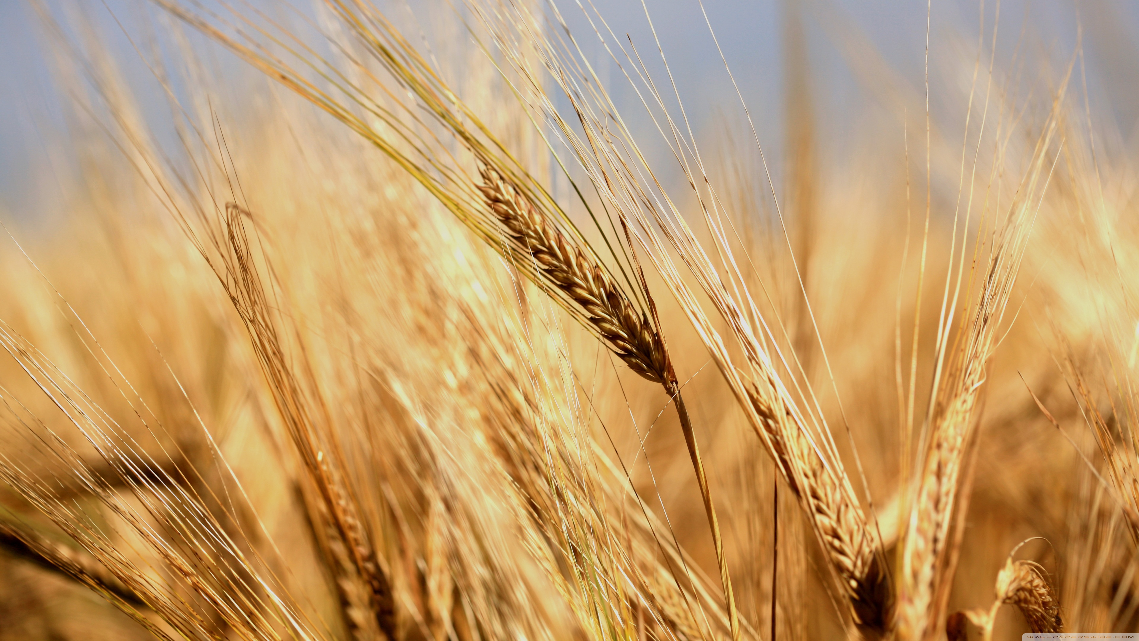 Wheat 4k - HD Wallpaper 