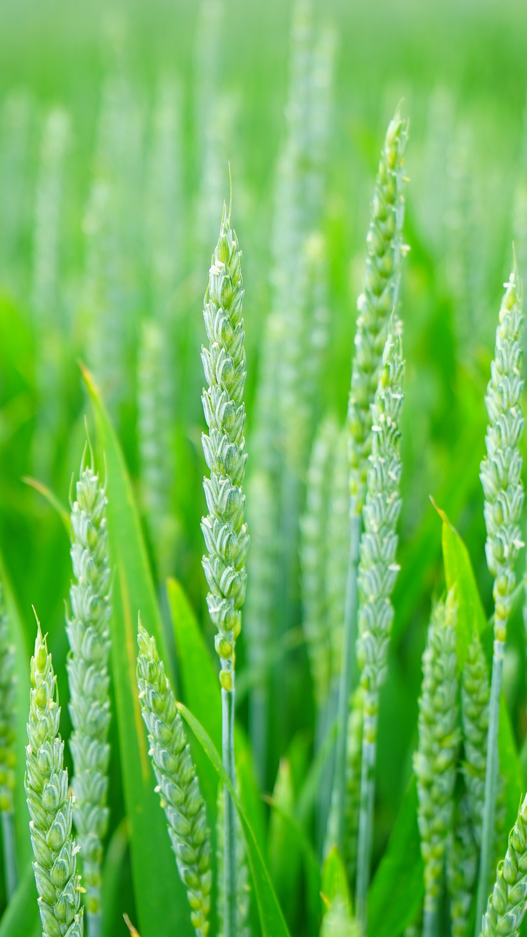 Agriculture Hd Wallpaper For Mobile - 1080x1920 Wallpaper Agriculture Hd Wallpaper For Mobile - 1080x1920 Wallpaper