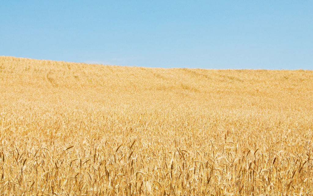 Wheat Field Hd Wallpaper - Wheat Field Sky View - HD Wallpaper 