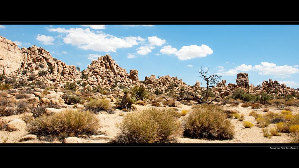 Background Desktop Joshua Tree - HD Wallpaper 