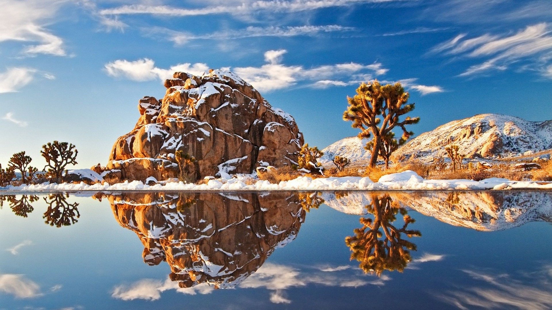 Snow Joshua Tree Wallpaper Hd - HD Wallpaper 