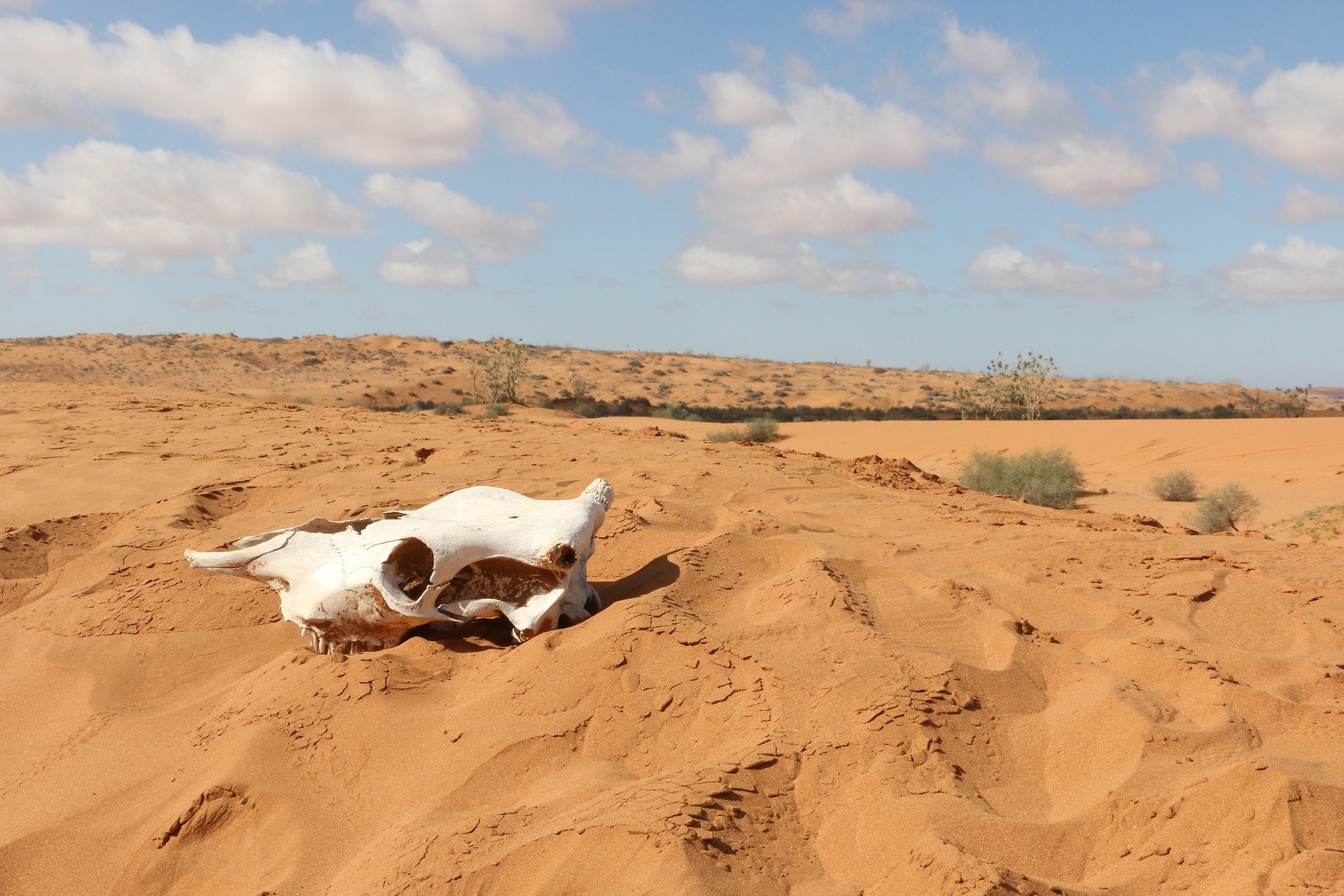 Desert Skull - HD Wallpaper 