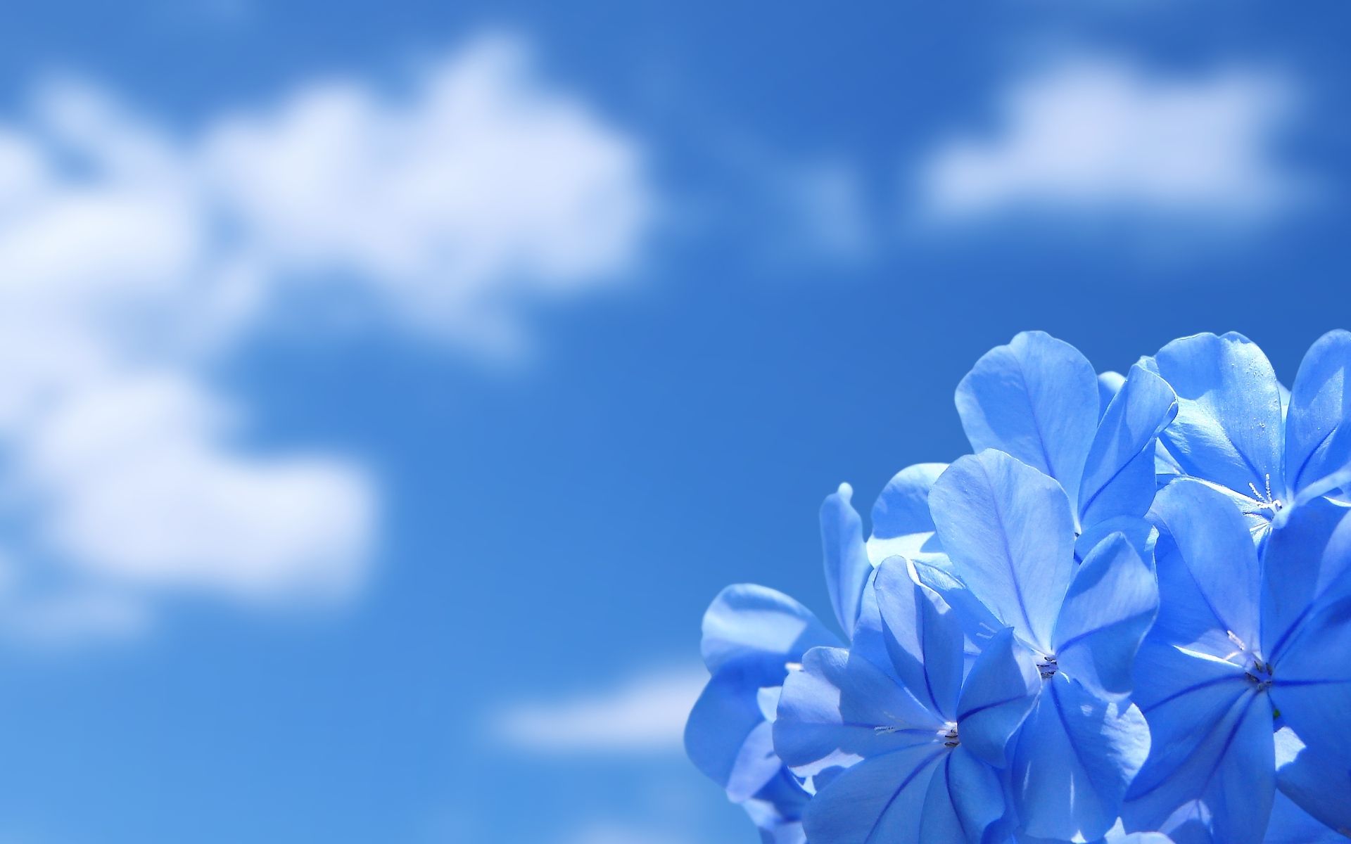 Flower, Sky, Clouds, Wallpaper, Nature, Beauty - Blue Flower Background - HD Wallpaper 