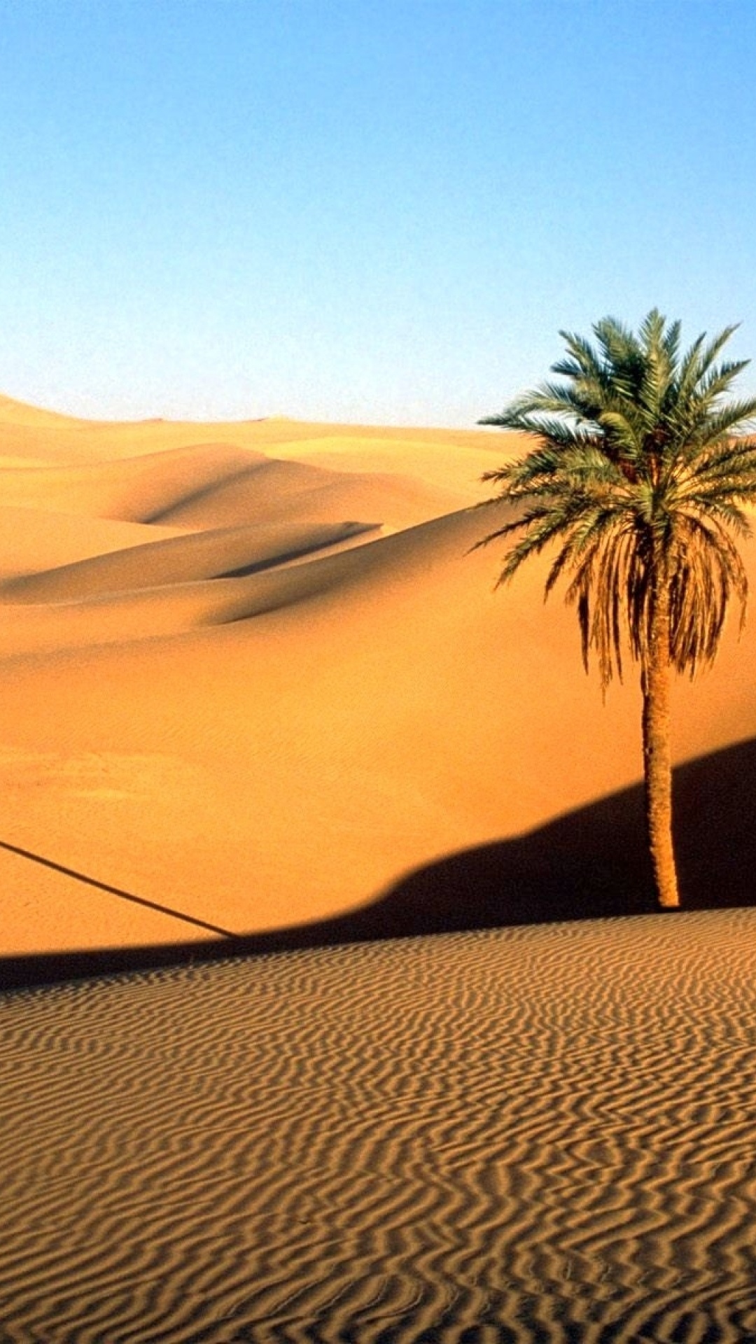 Sahara Desert Palm Tree - HD Wallpaper 