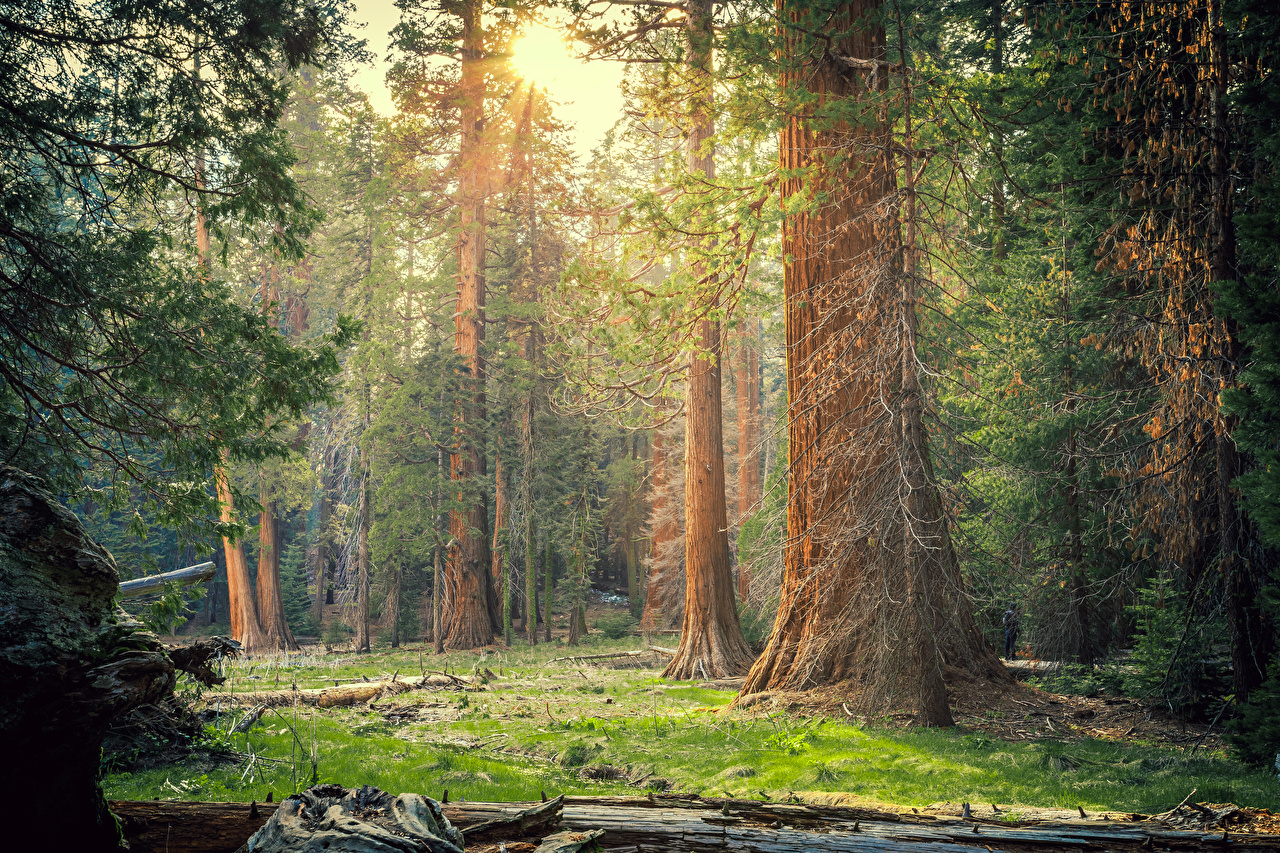 Sequoia National Park - 1280x853 Wallpaper - teahub.io