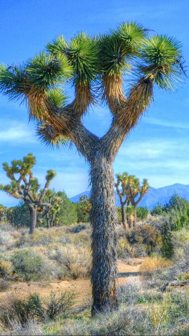 Joshua Tree National Park - HD Wallpaper 