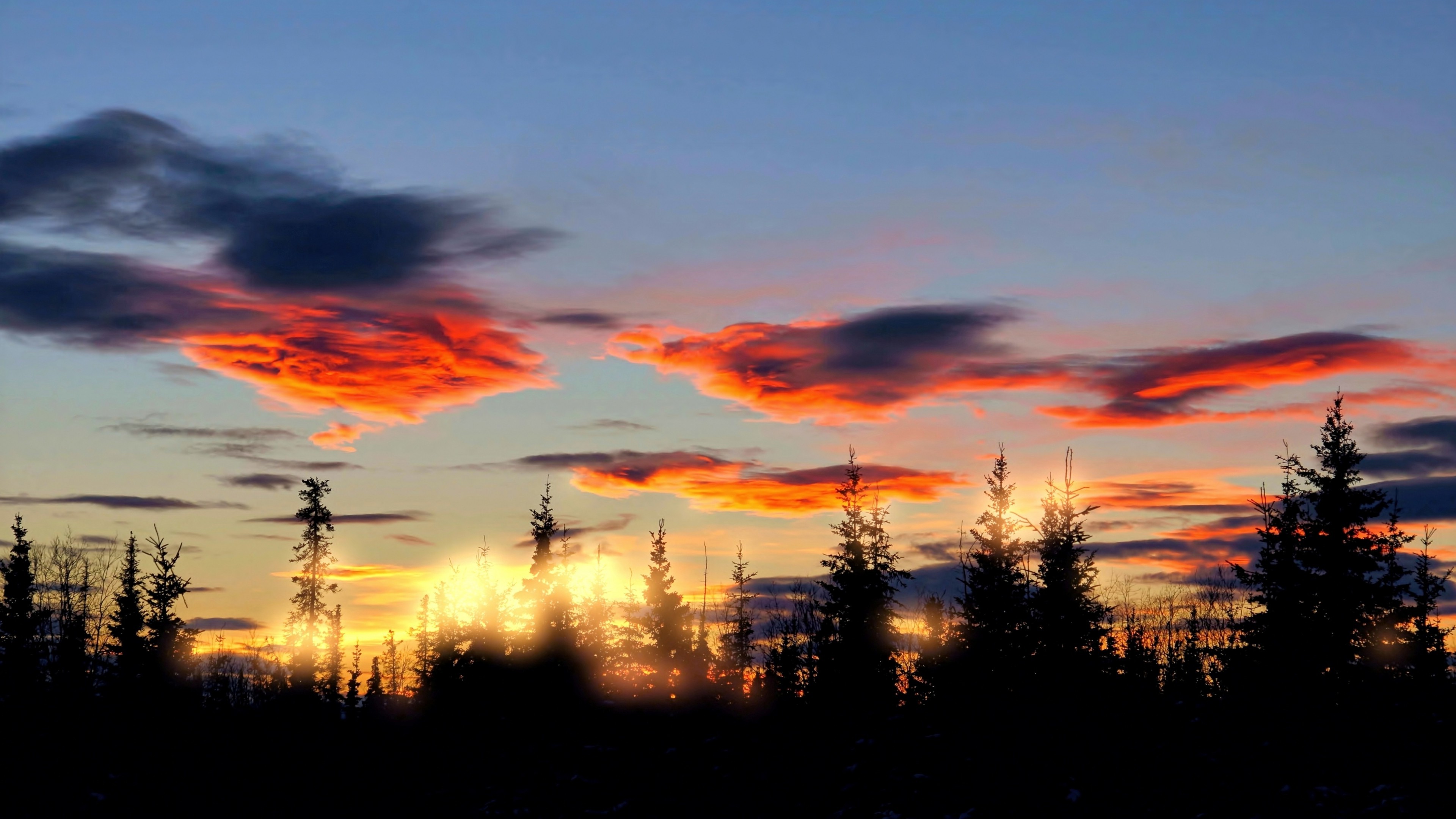 Forest Tree Sunset - HD Wallpaper 