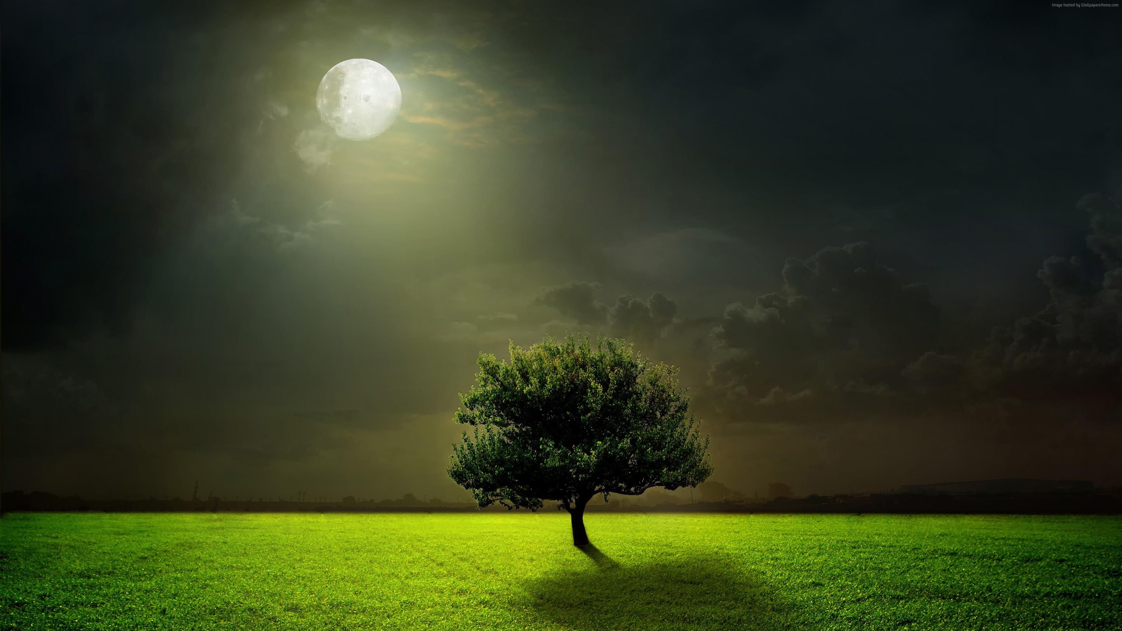 Night Moon Nature - HD Wallpaper 