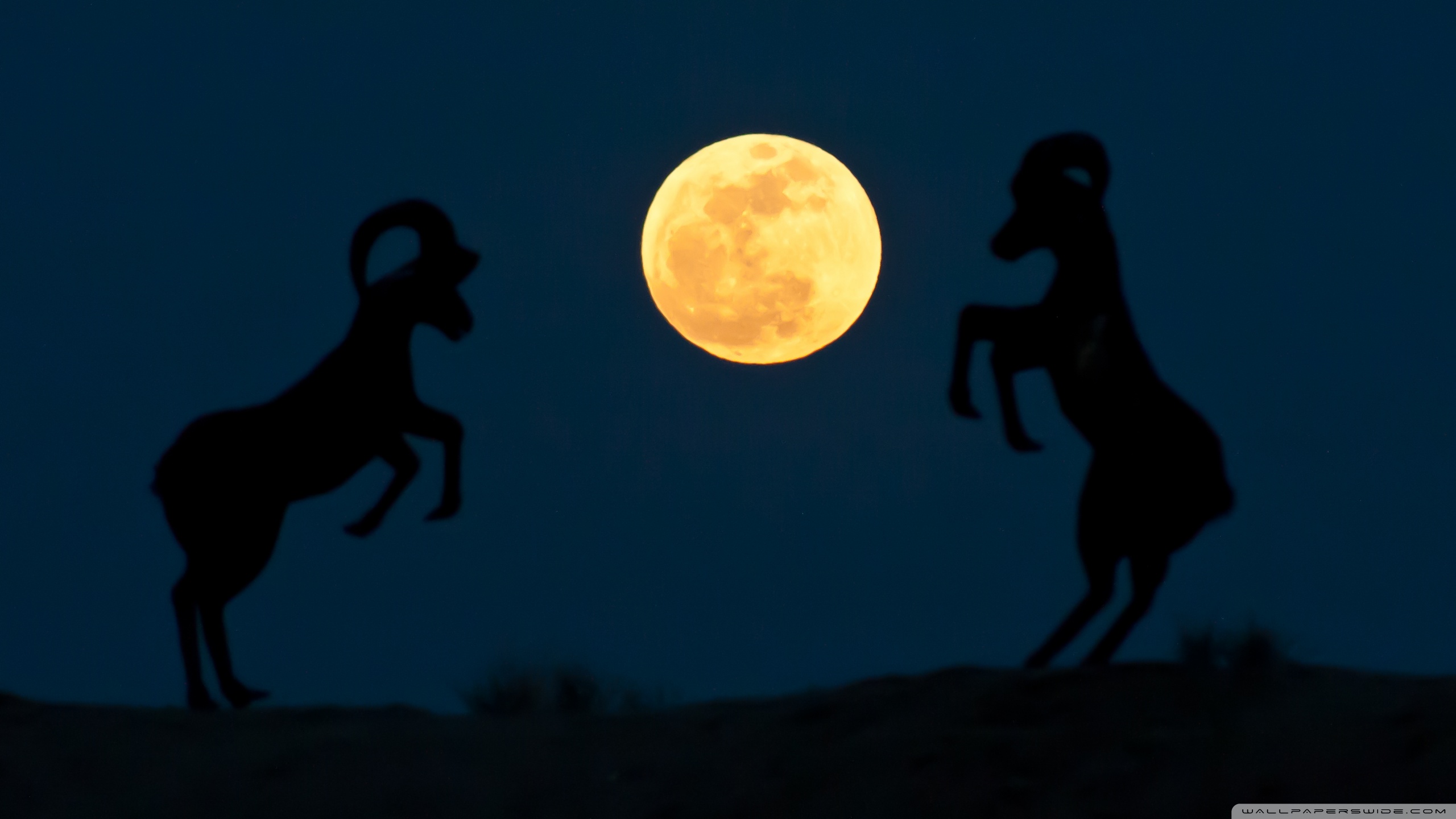 Mobile Phone - HD Wallpaper 