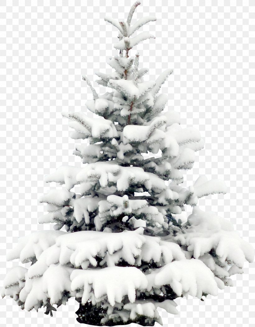 Snow Tree Pine Christmas Wallpaper, Png, 1802x2308px, - Christmas Tree Snow Png Transparent - HD Wallpaper 
