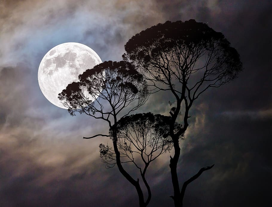Moon, Tree, Dark, Moonlight, Night, Landscape, Nature, - Moon Landscape - HD Wallpaper 
