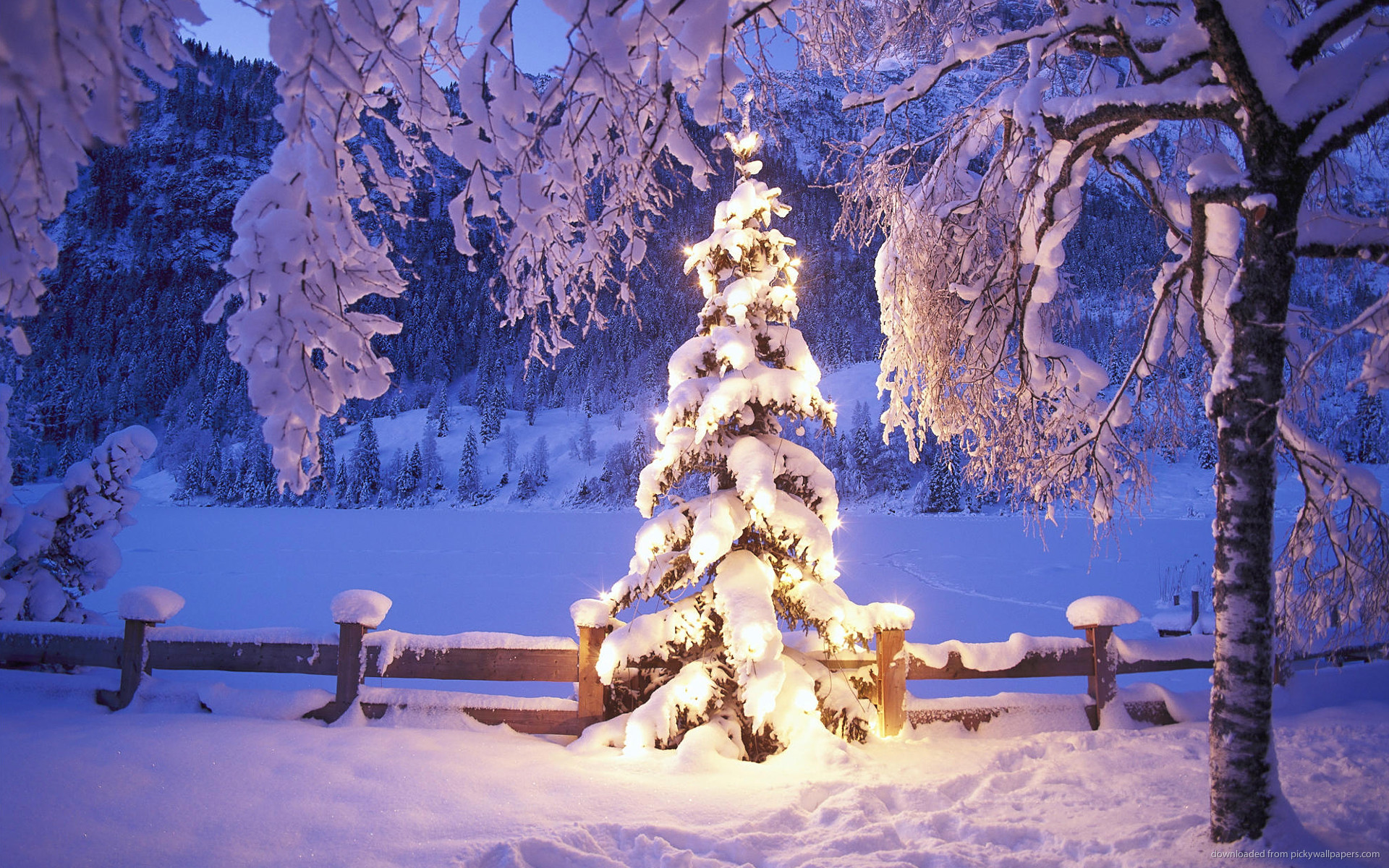 Natural Christmas Tree In Snow For 
 Data-src /w/full/4/f/b/164754 - Desktop Wallpaper Winter Christmas - HD Wallpaper 