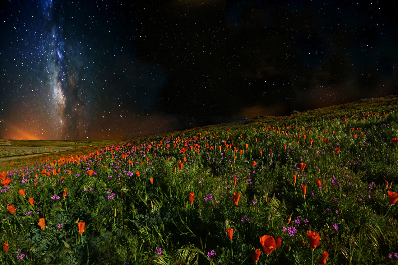 Flower Meadow Night Time - HD Wallpaper 