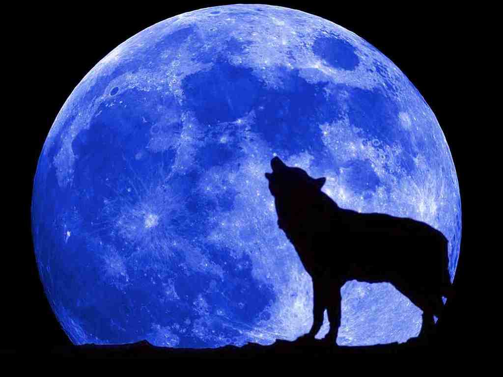 The Wolf And Blue Moon Wallpaper - Full Moon - HD Wallpaper 