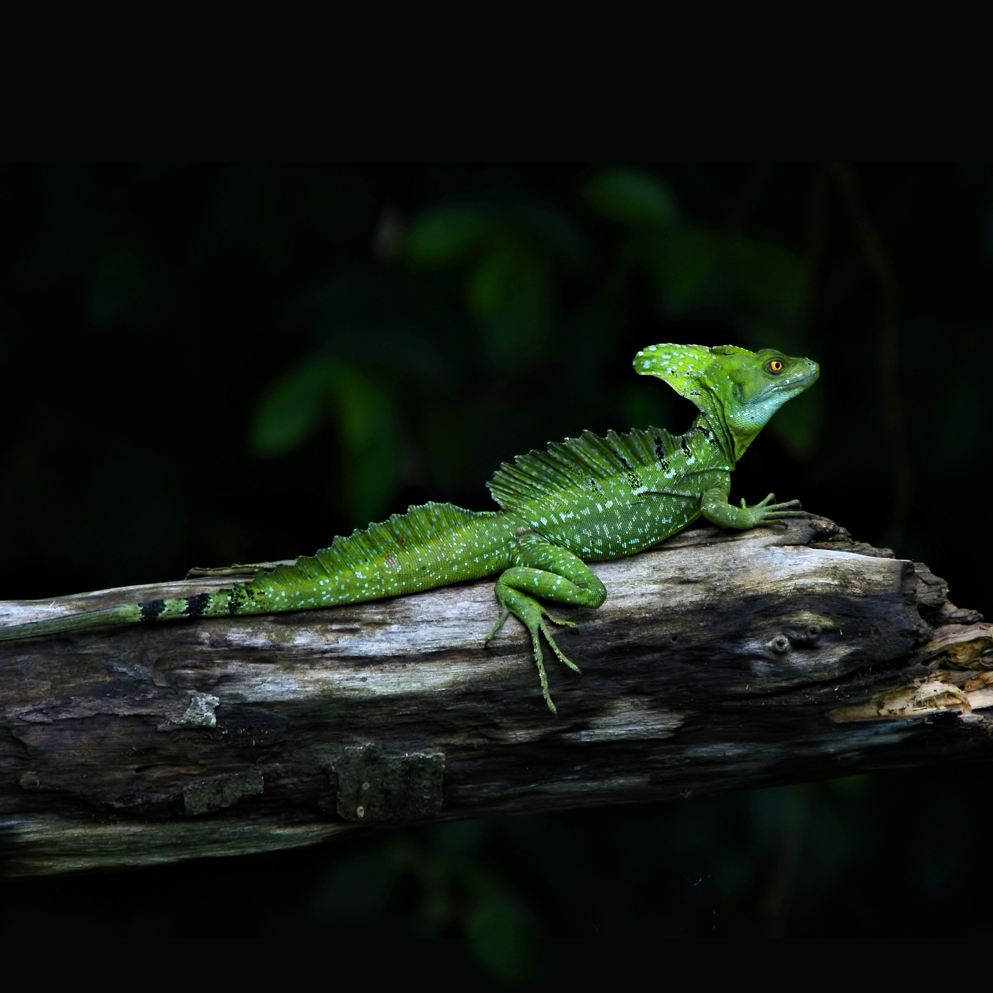 Costa Rican Tree Lizard - HD Wallpaper 