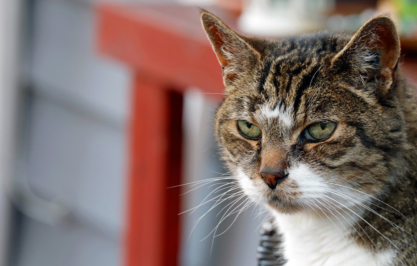 Photo Wallpaper Cat, Look, Face, Kote, Serious - Domestic Short-haired Cat - HD Wallpaper 