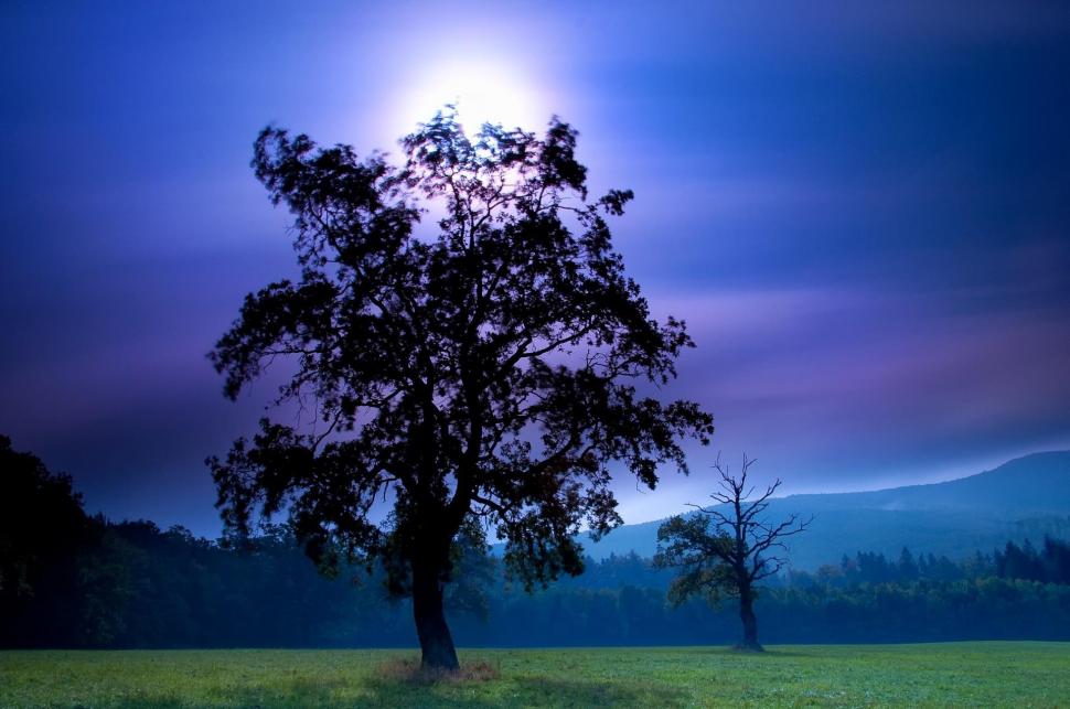Field Night Tree Moon Sky Mountains Cool Wallpaper,landscapes - Tree In The Night - HD Wallpaper 