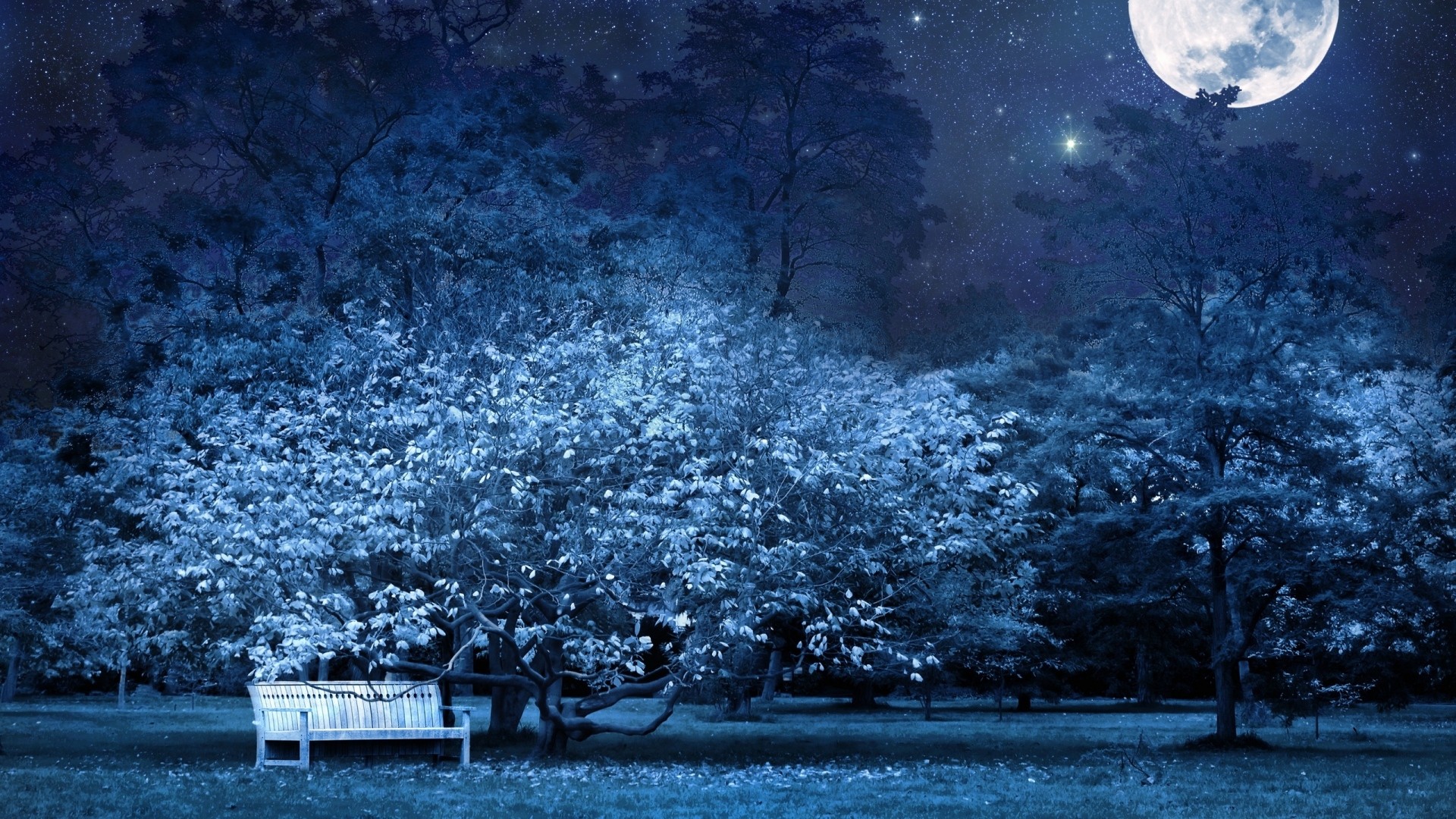 Preview Wallpaper Night, Bench, Park, Trees, Stars, - Night Wallpaper Full Hd - HD Wallpaper 