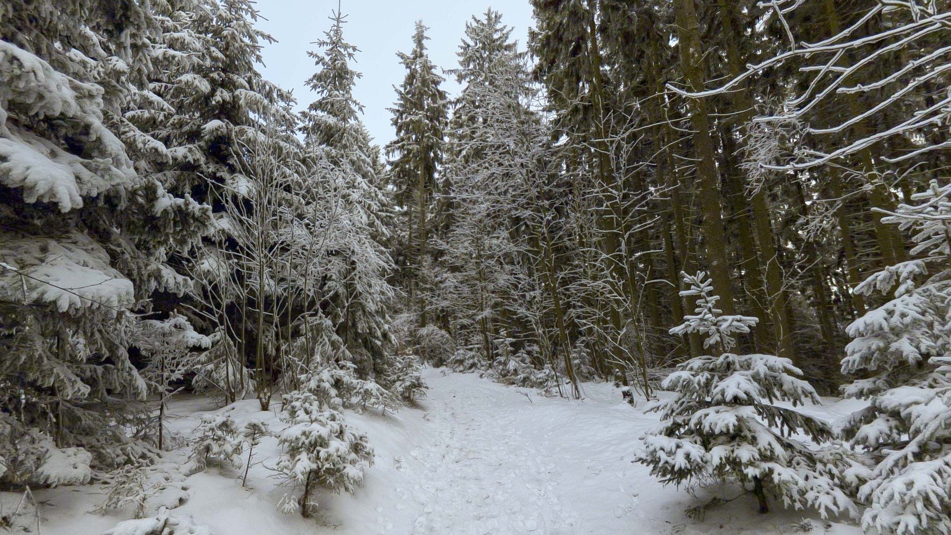 Winter Forest 3d - HD Wallpaper 