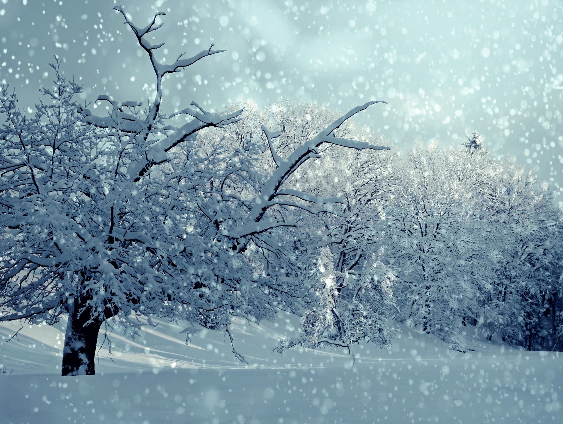 Amazing Animated Winter Forest Hd Wallpaper - Winter Snowy - HD Wallpaper 