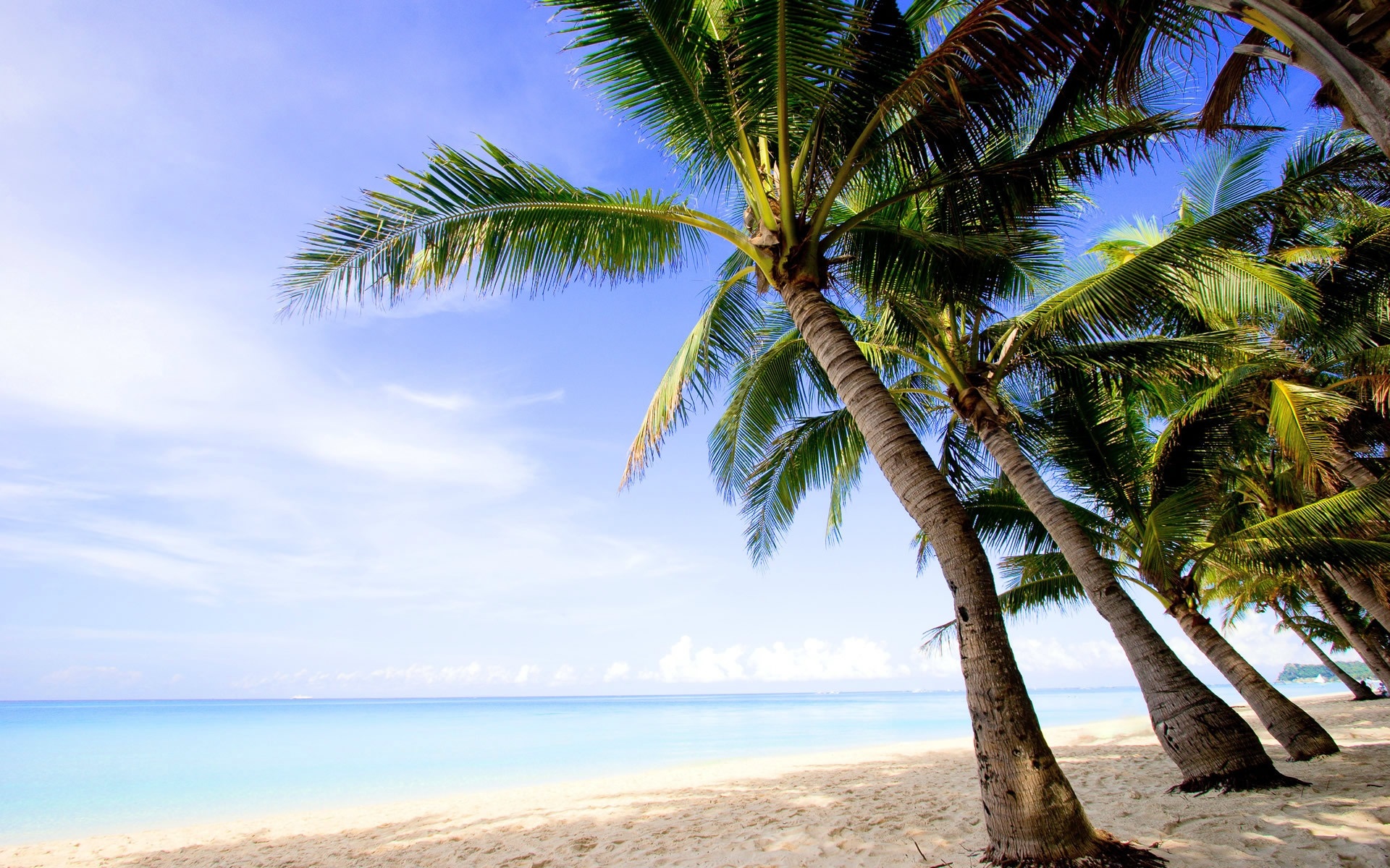 Wallpaper Tropical, Palm Trees, Beach, Sea, Nature - Coconut Trees In Beach - HD Wallpaper 