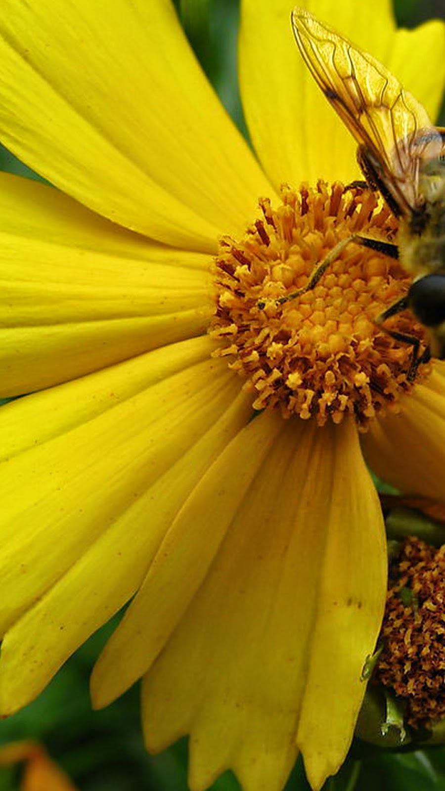 African Daisy - HD Wallpaper 