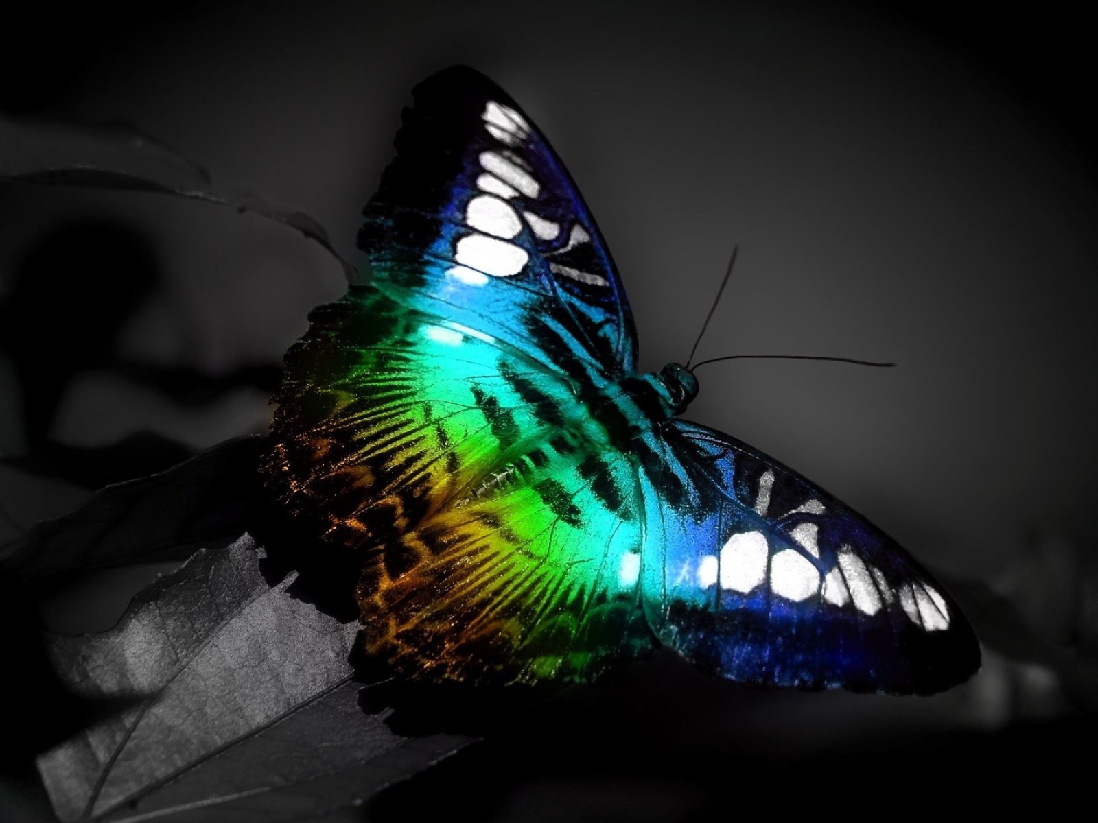 Beautiful Butterfly Pic Hd - HD Wallpaper 