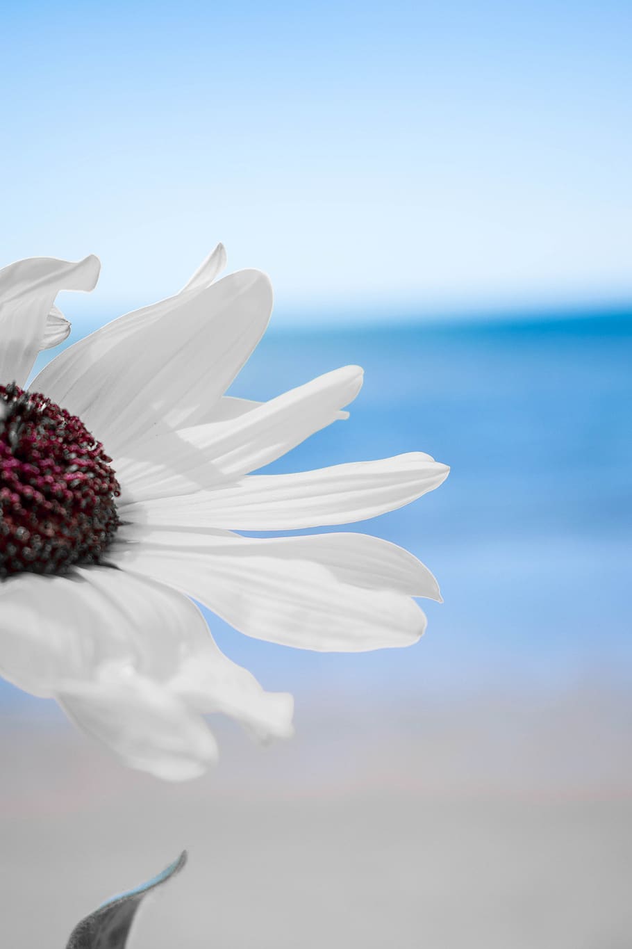 Flowers, Beach, White Flowers, Day, Blue Sky, Lockscreen - White Flower And Blue Sky - HD Wallpaper 