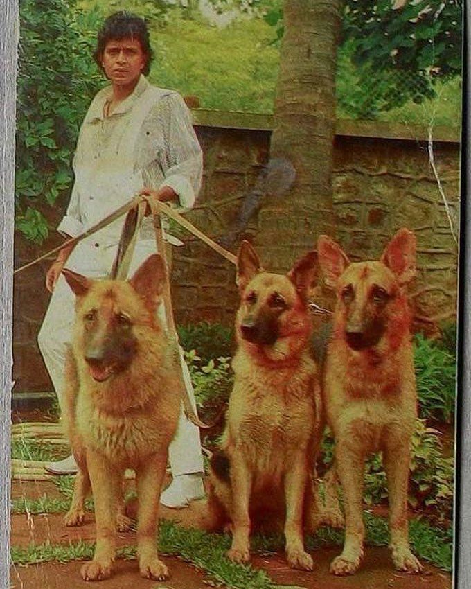 Mithun Dog - HD Wallpaper 