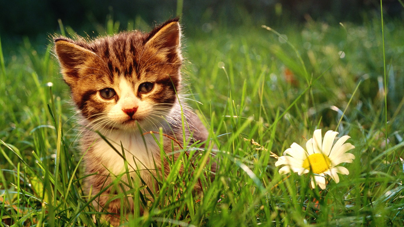 9 5 Week Old Kitten Wallpaper-innocent Kitten In The - Natural Wallpaper For Windows 7 - HD Wallpaper 