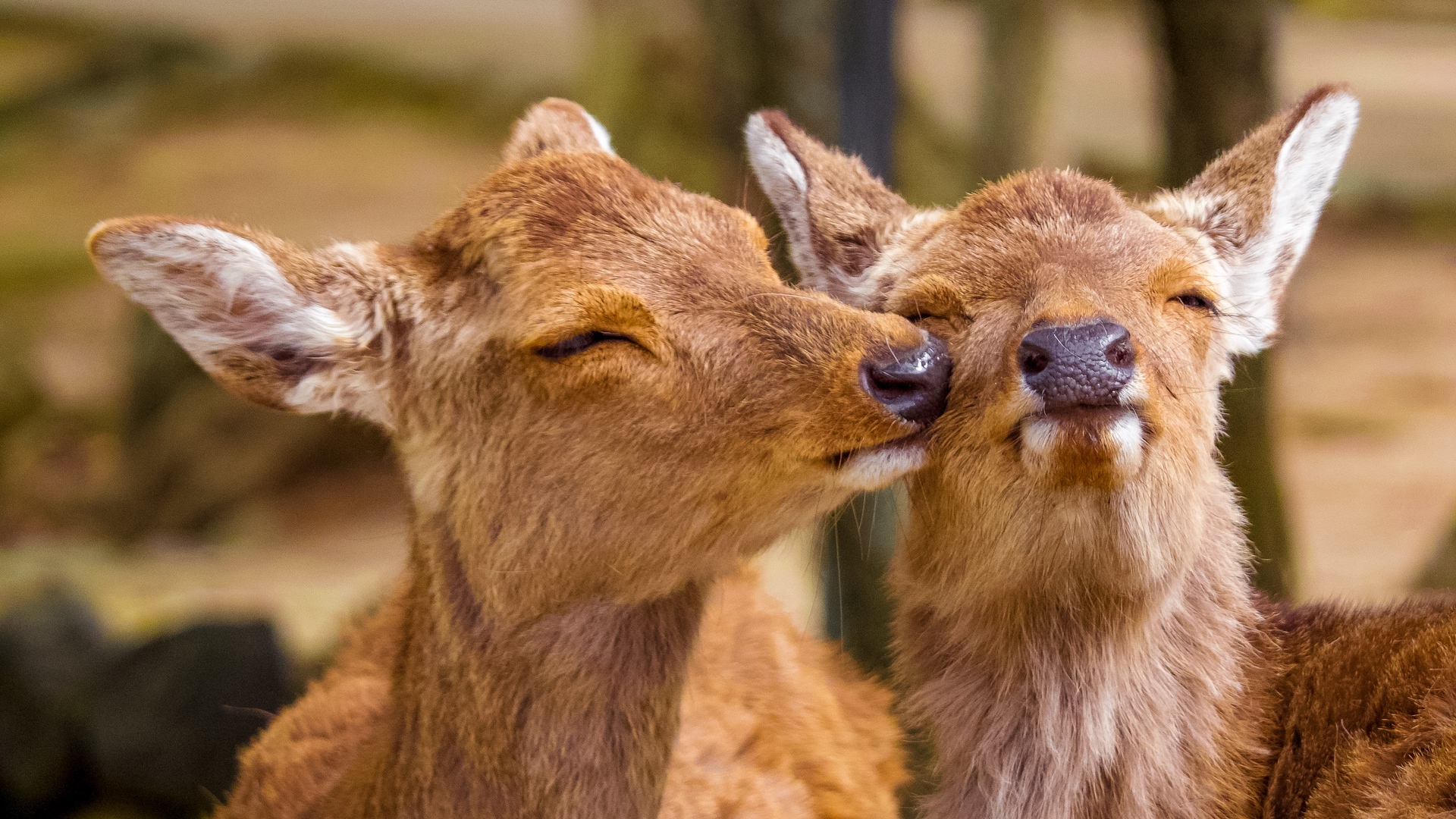 Wallpaper Deer, Cute, Funny, Animals, Wildlife - Nara Japan - HD Wallpaper 