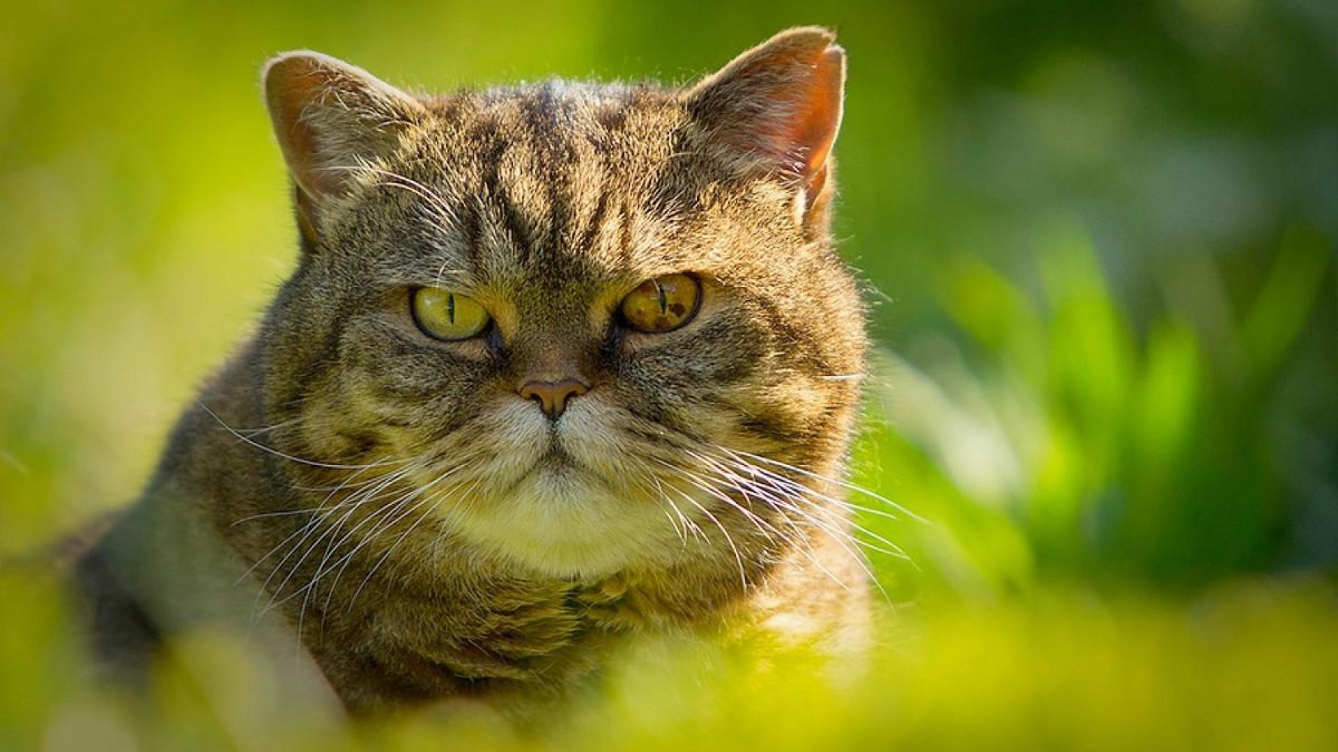 Domestic Short-haired Cat - HD Wallpaper 