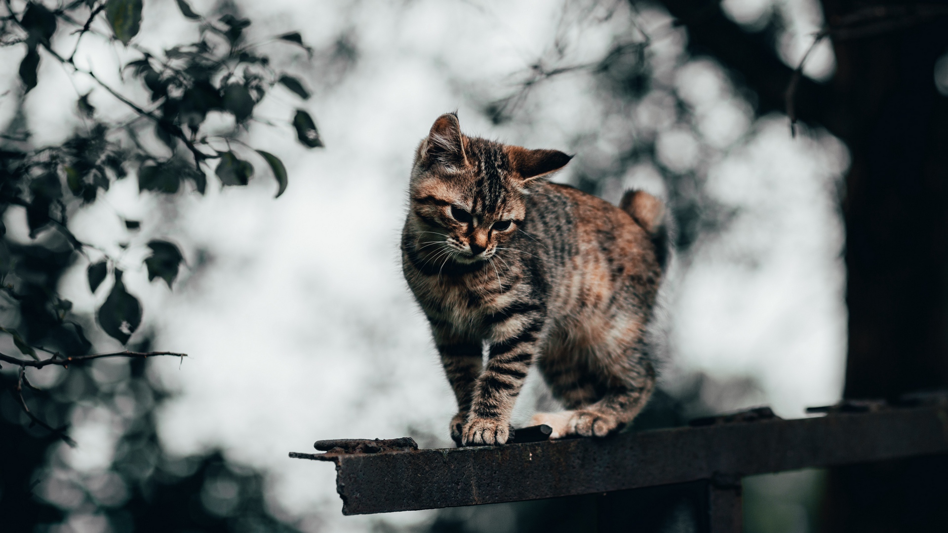 Wallpaper Cat, Kitten, Funny, Cute - Cute Cat Hd - 1920x1080 Wallpaper ...