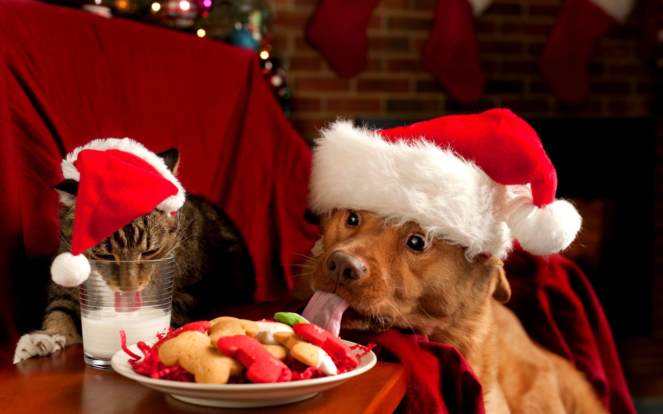 2560x1600, Christmas Puppies And Kittens Wallpaper - Funny Christmas - HD Wallpaper 