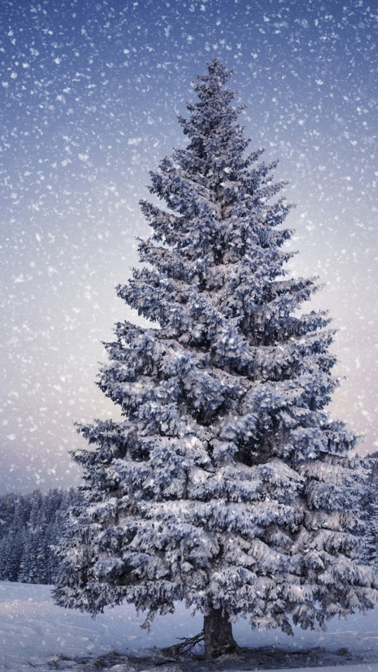 Christmas Tree In Snow Wallpapers - Iphone 11 Wallpaper Christmas - HD Wallpaper 