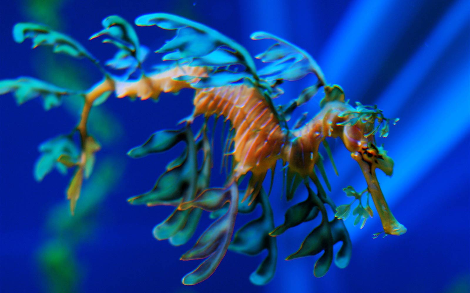Free Sea Dragon Wallpaper Wallpapers Download - Weedy Sea Dragon - HD Wallpaper 