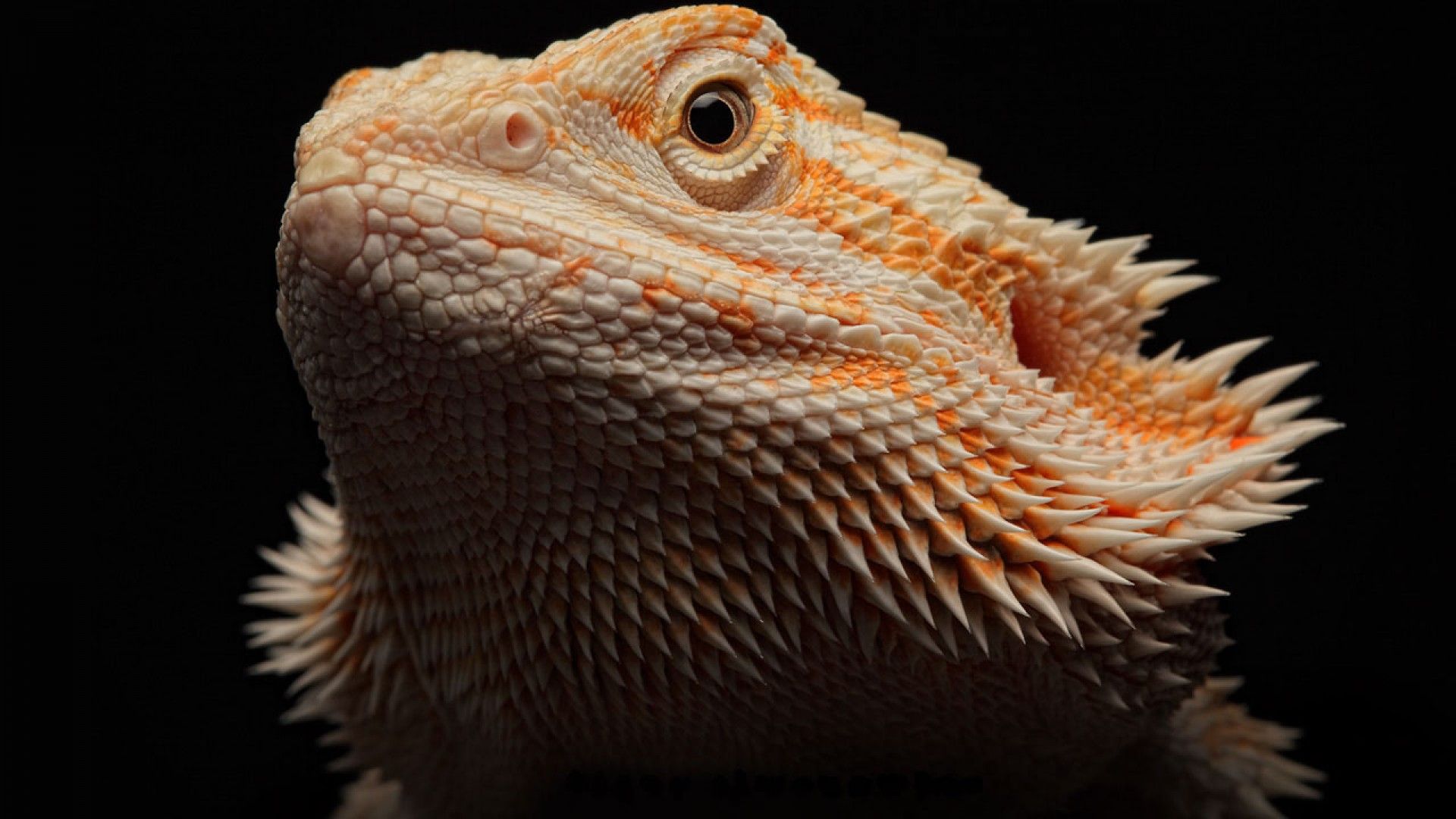 Bearded Dragon Wallpaper Hd - HD Wallpaper 