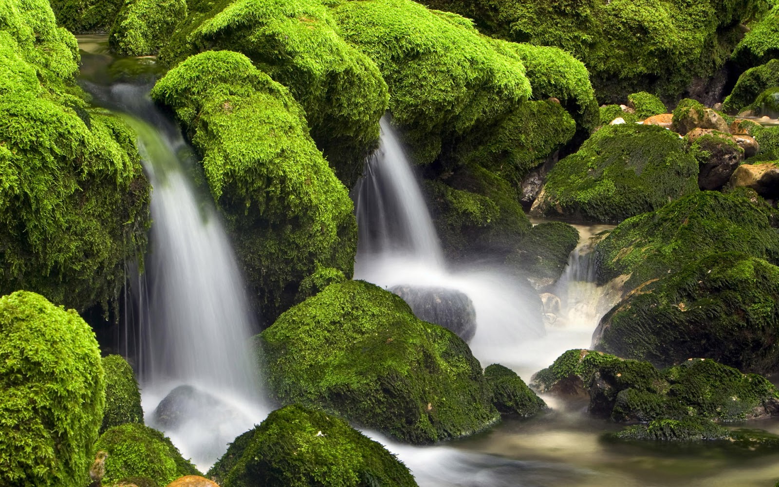 High Quality Green Nature Wallpaper - Nature Wallpapers High Resolution  Green - 1600x1000 Wallpaper 