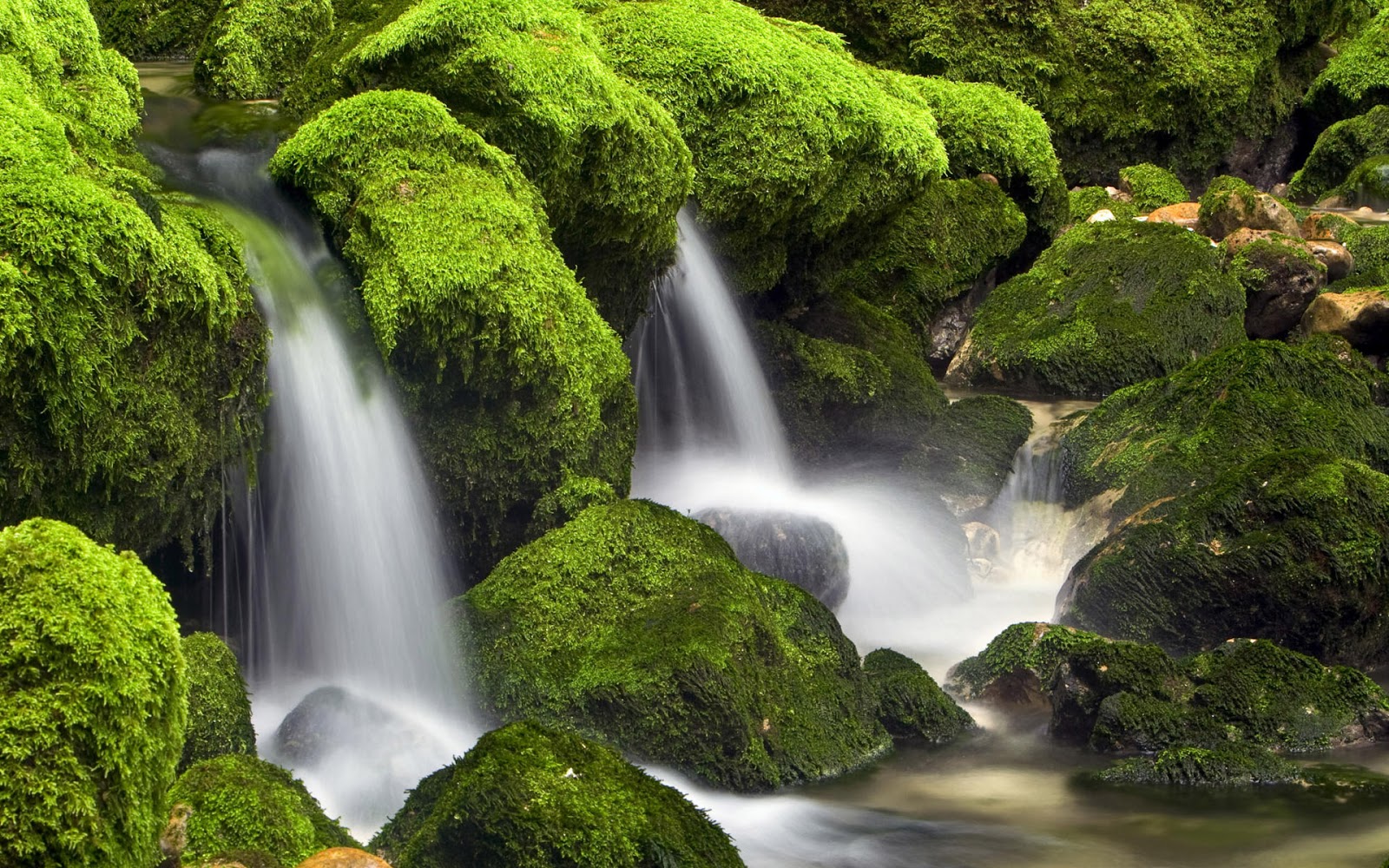 High Quality Green Nature Wallpaper - Nature Wallpapers High Resolution Green - 1600x1000 Wallpaper High Quality Green Nature Wallpaper - Nature Wallpapers High Resolution Green - 1600x1000 Wallpaper