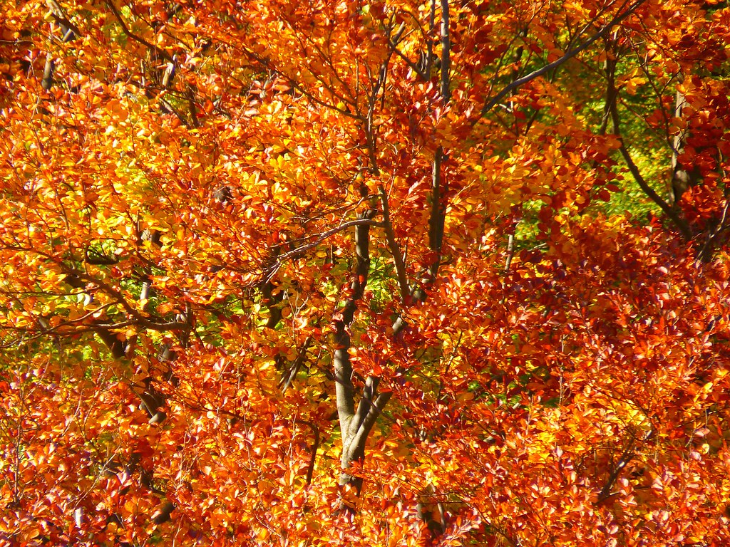 Daintree Rainforest In Autumn - HD Wallpaper 